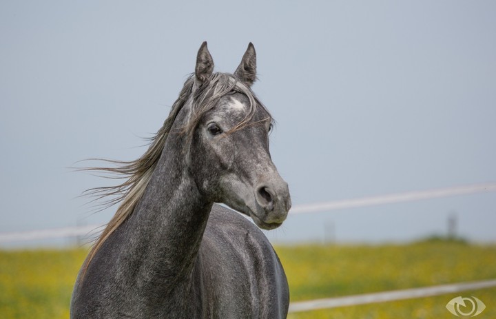 Grey Horse
