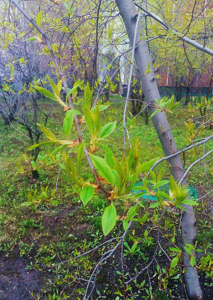 Spring
