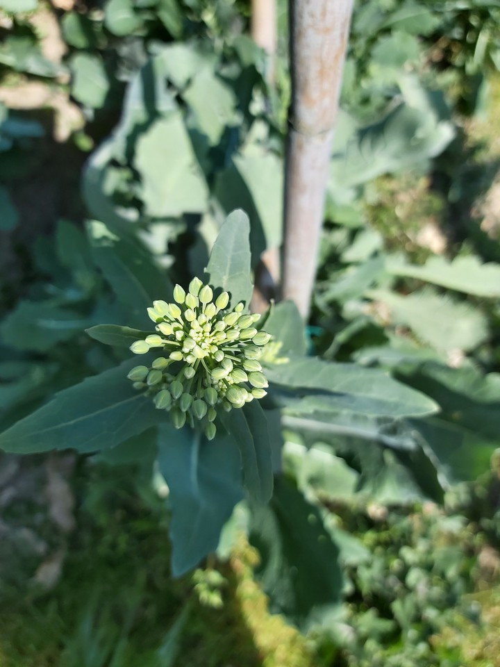 fiore di broccolo