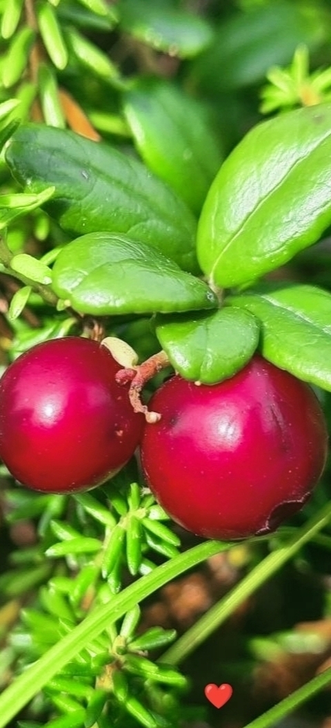 papéis de parede cranberry, Ingredient