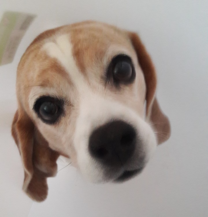 Lovely Beagle