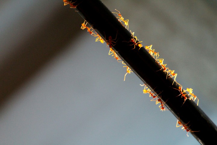 Ants