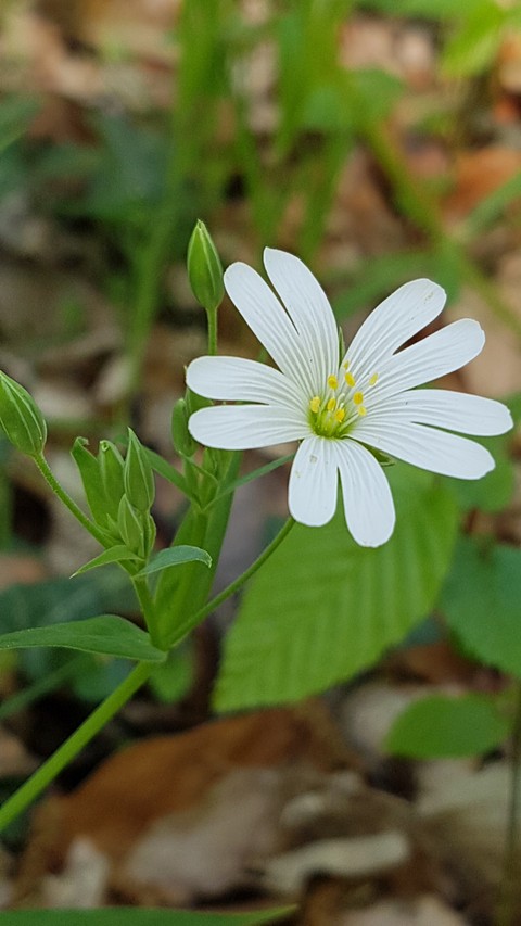 white flower (2)