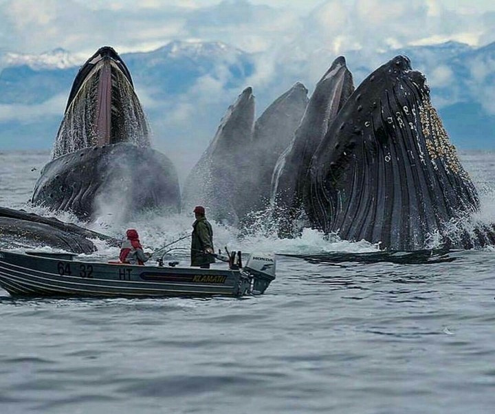 mountain of whales