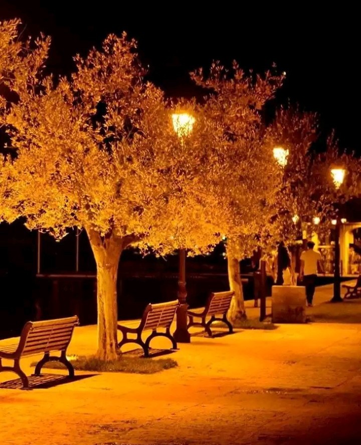 Trees in Street lights