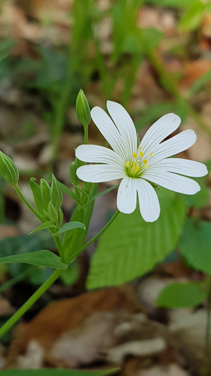 white flower (2)