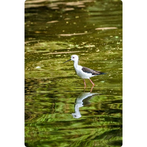 Black winged Stilt | Sandeep.mistry1 (Instagram)