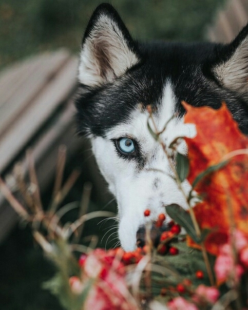 Jack