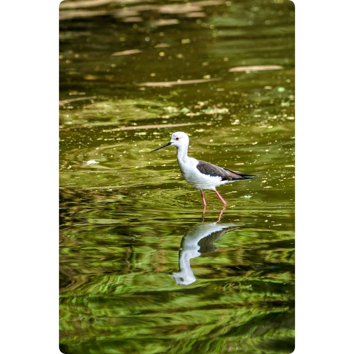 Black winged Stilt | Sandeep.mistry1 (Instagram)