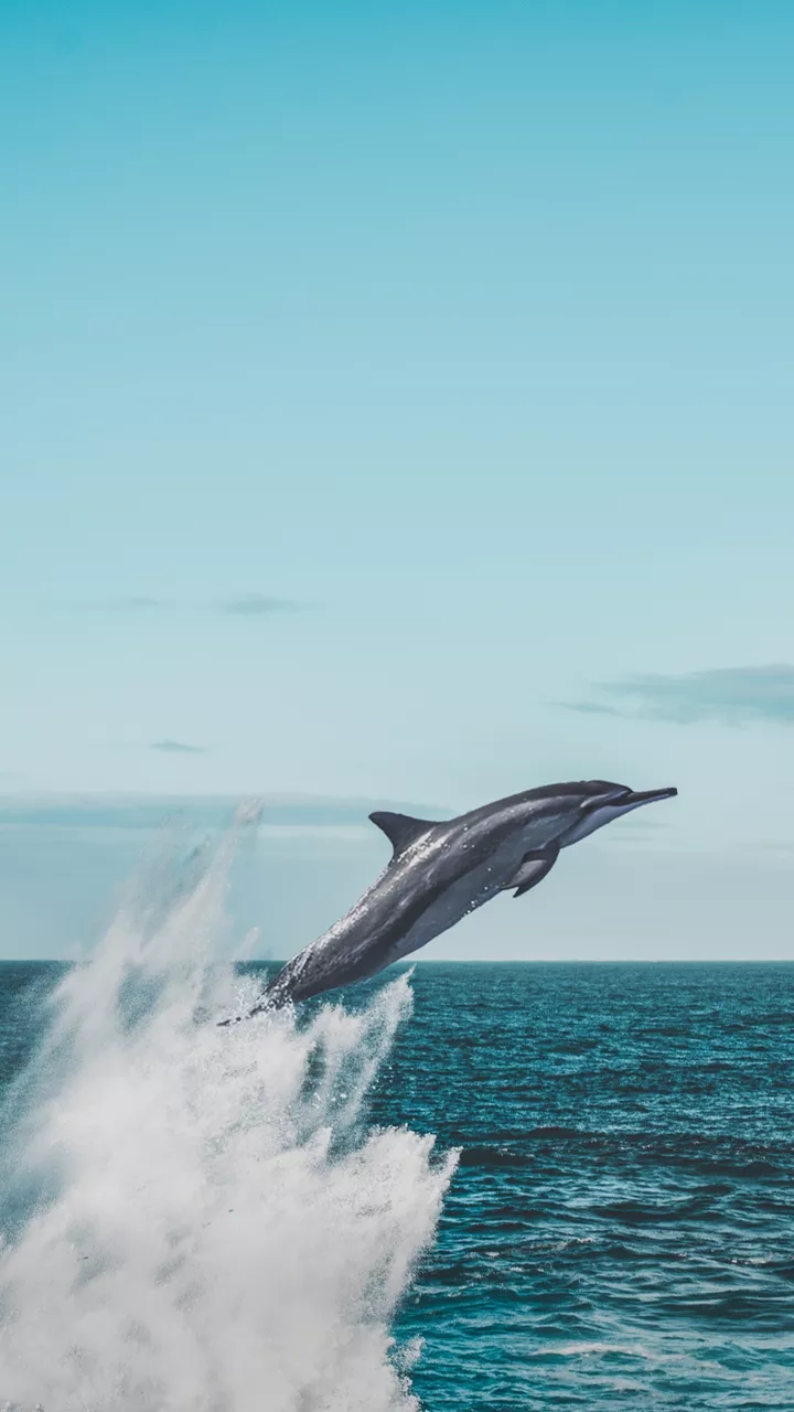 Dolphin jumping up the water