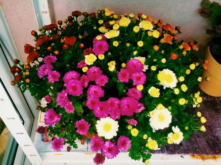 flower