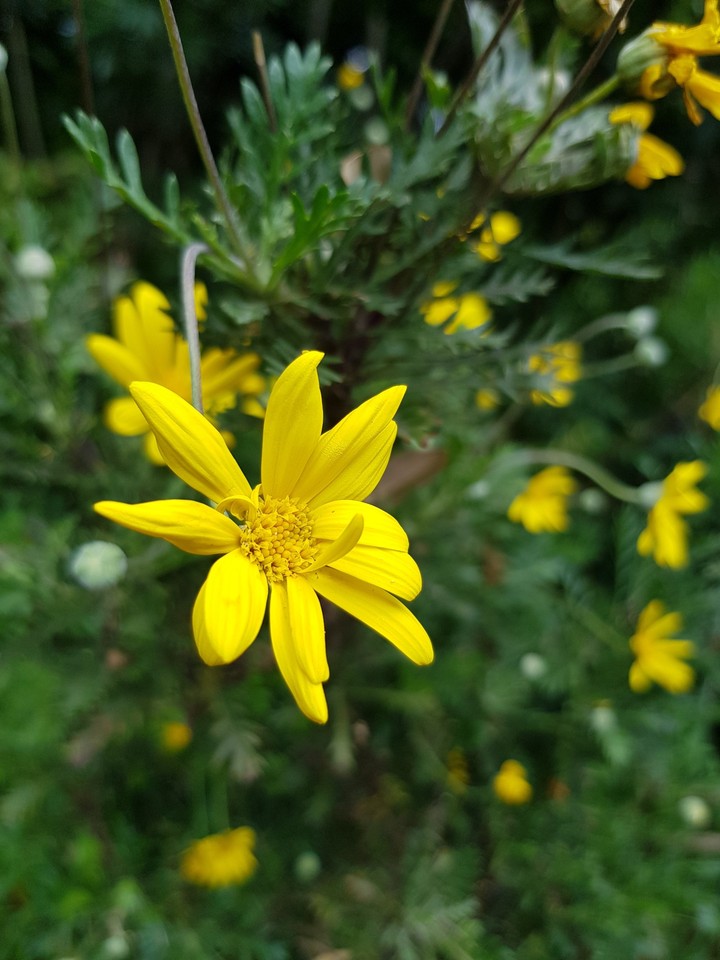 yellow flower