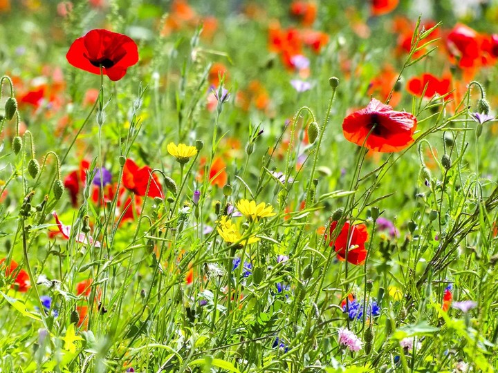 Blumenwiese