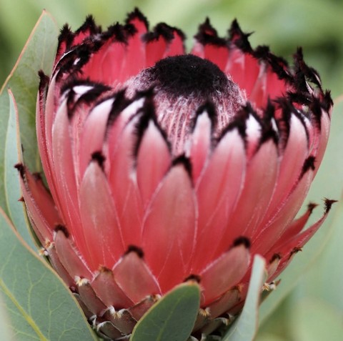 обои proteas, wildflower
