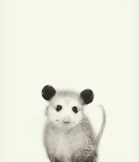 opossum, whiskers Hintergrundbilder