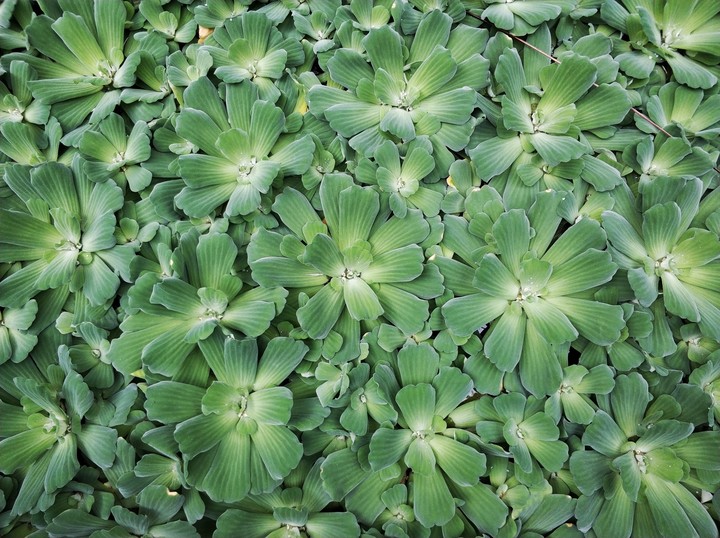 Water plants