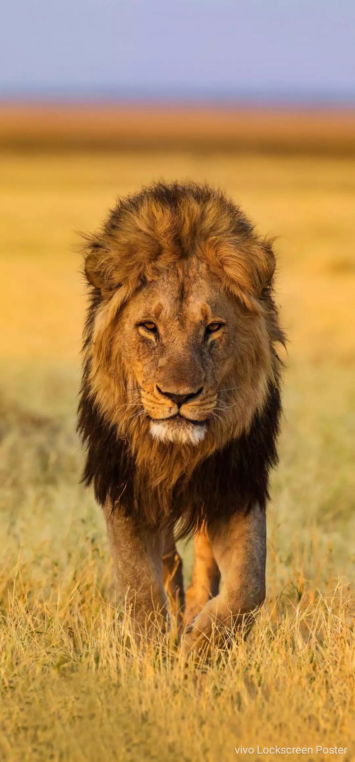 The Lion