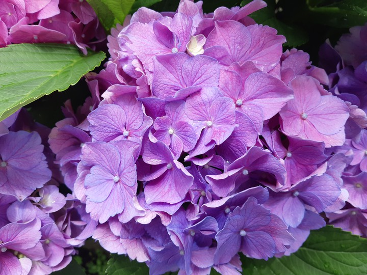 purple