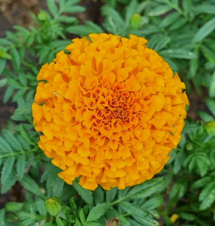 Mexican Marigold