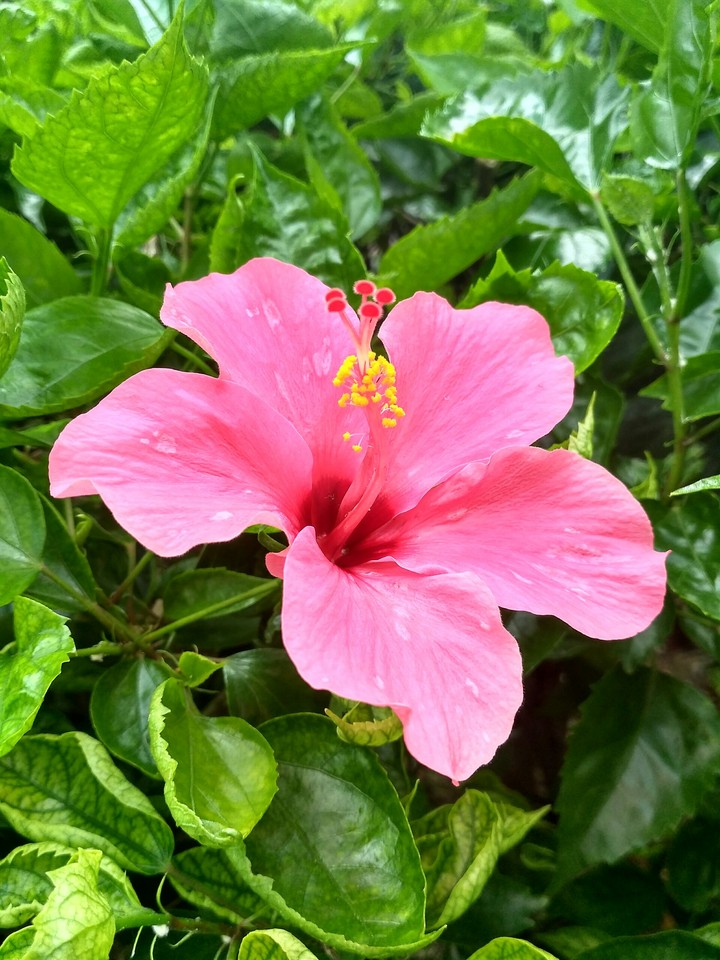 flowah