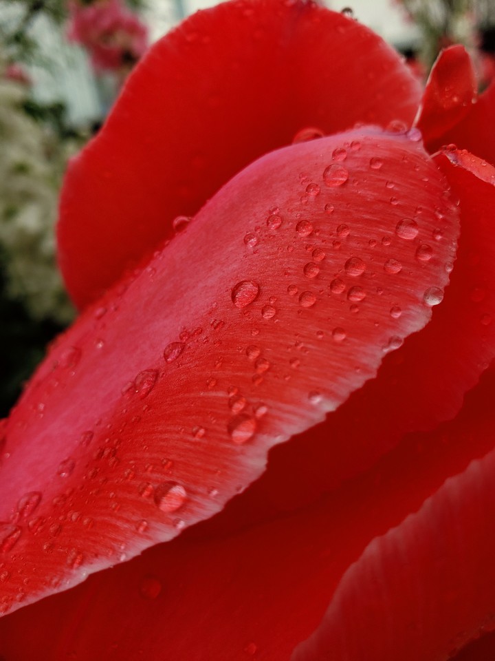 Beautiful raindrops on a red tulip