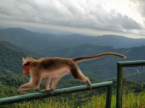 Monkey