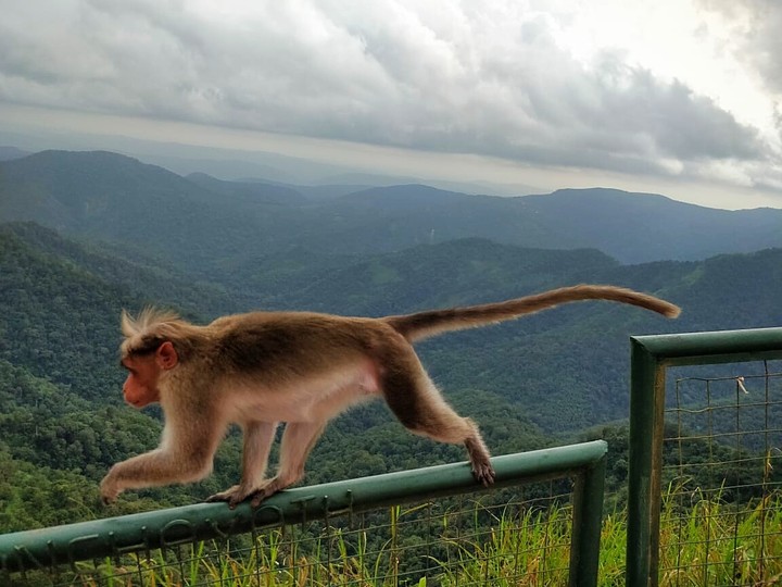 Monkey