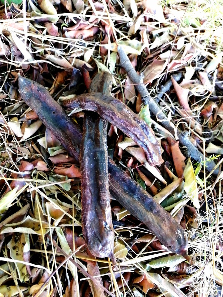Dried carob