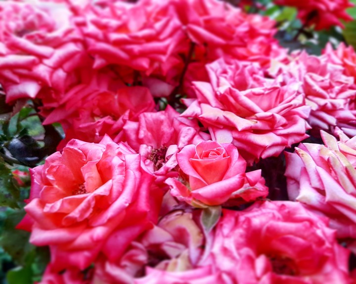 Pink roses