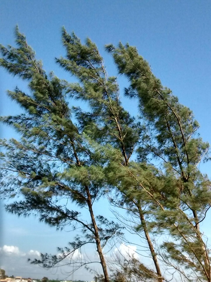 casuarinas