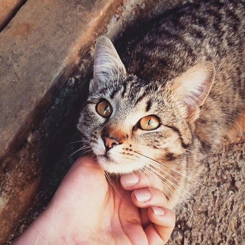 Beauty