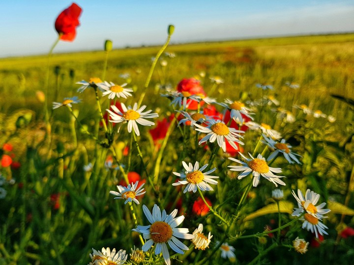 Flowers