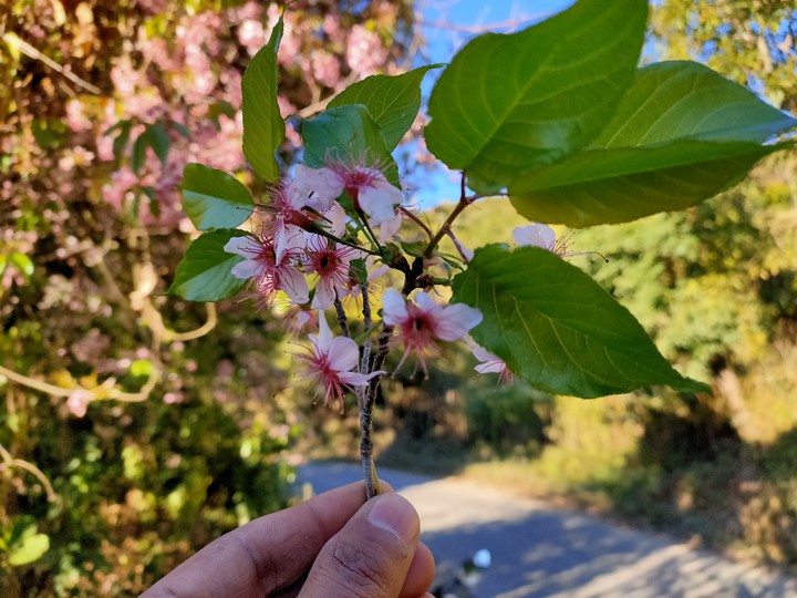 cherry blossom