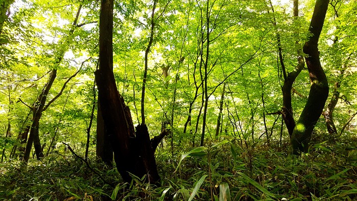 normal forest in korea