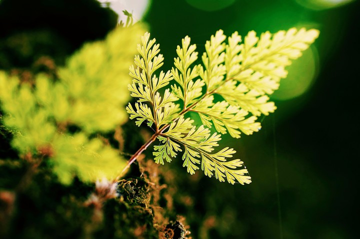 green