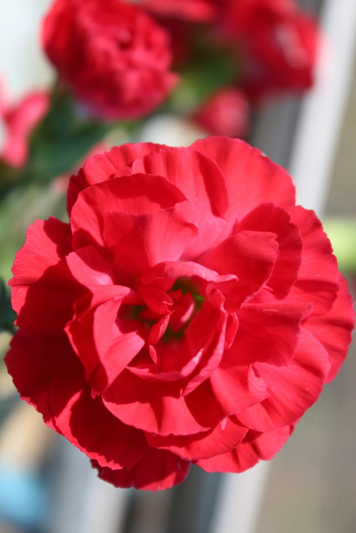 gillyflower