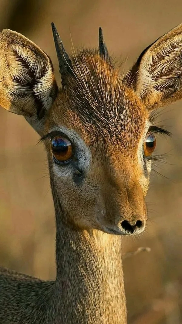گ