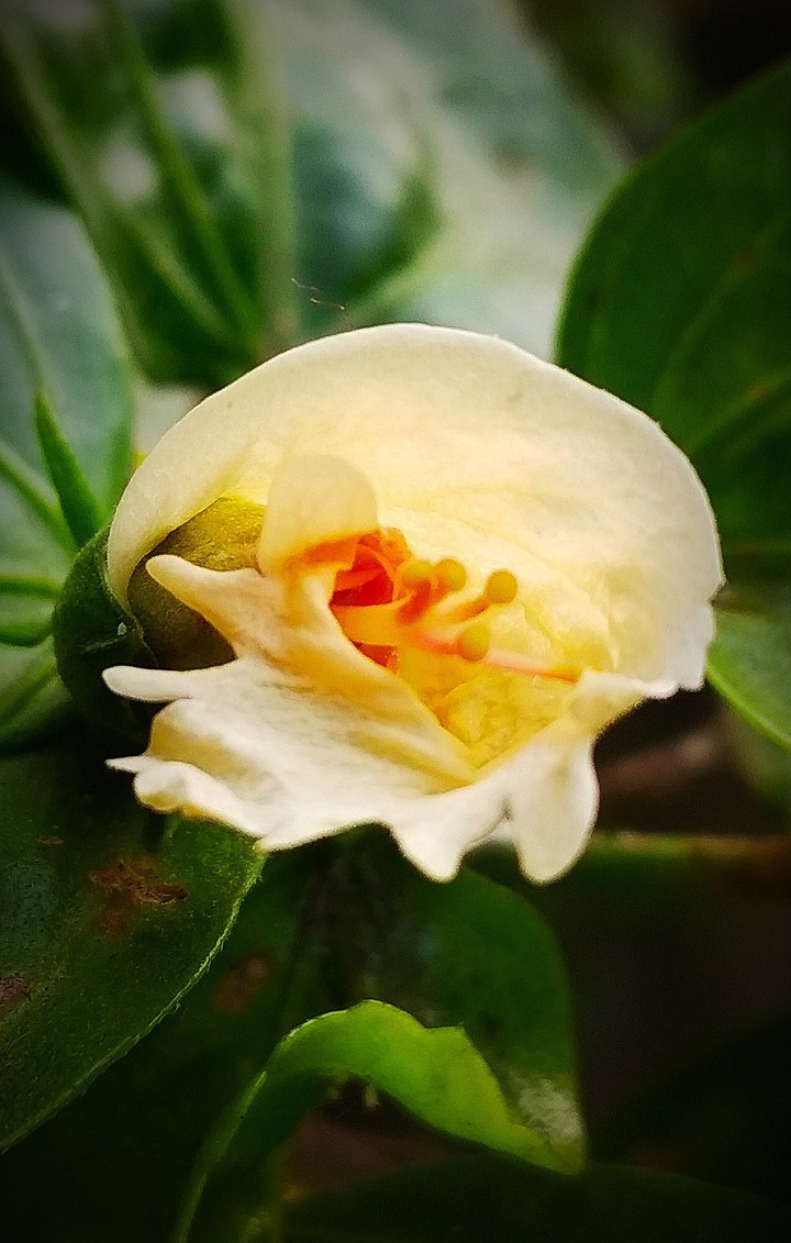 Beauty of China Rose