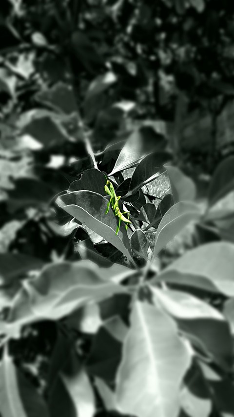 praying mantis green