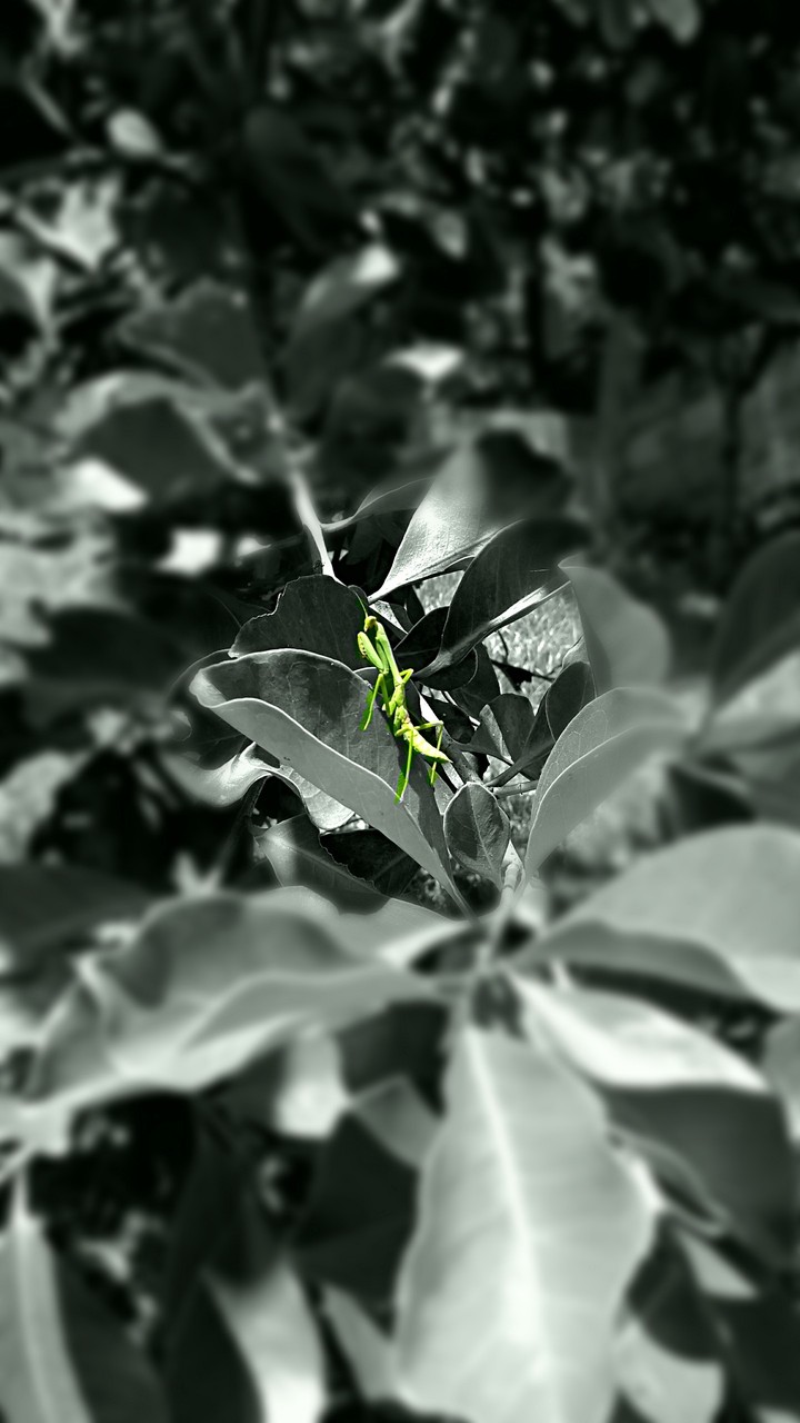 praying mantis green