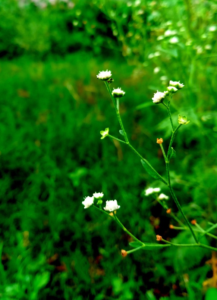Bokeh green