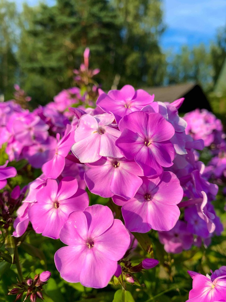 цветы