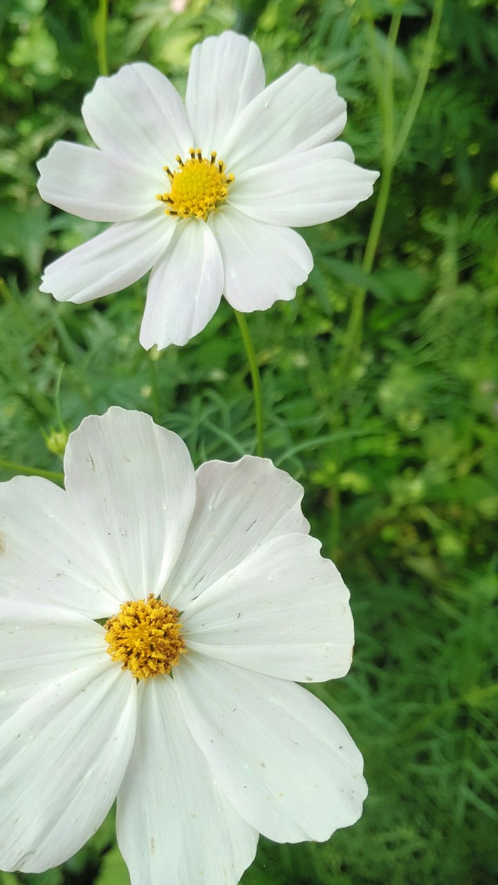 White Flowers