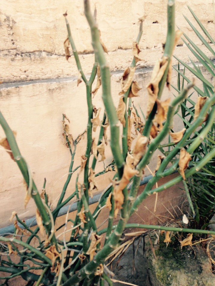 Home plant