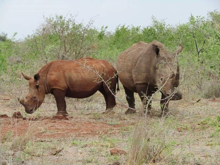 safari