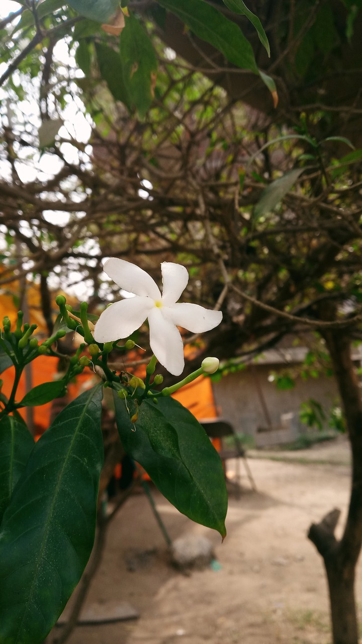 White Flower