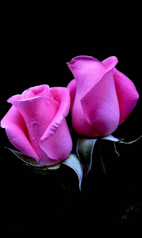 Rosas