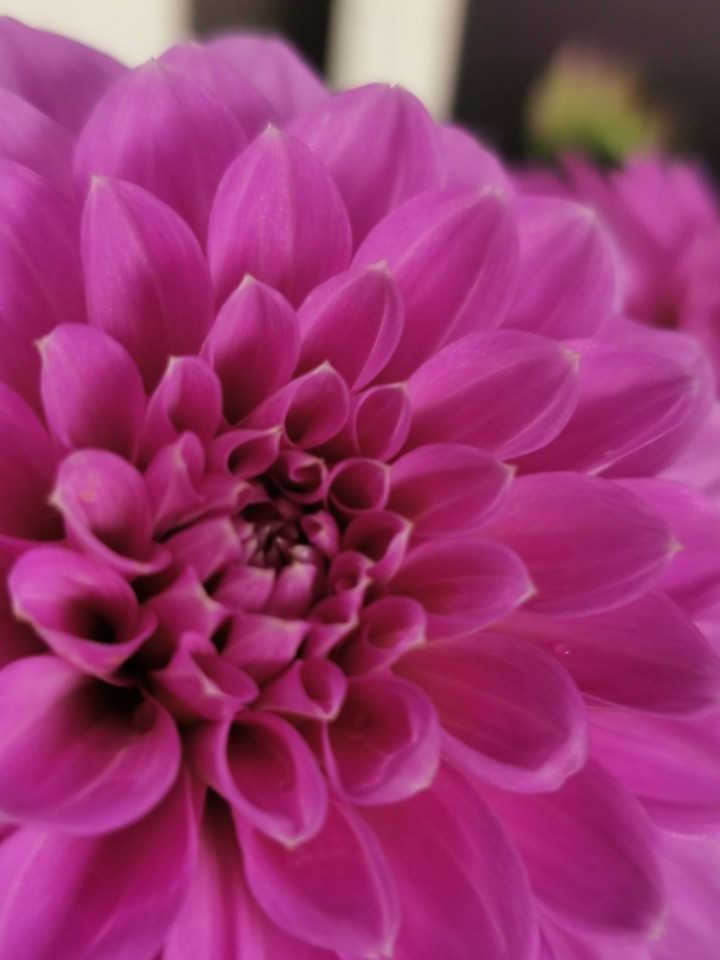 pink flower