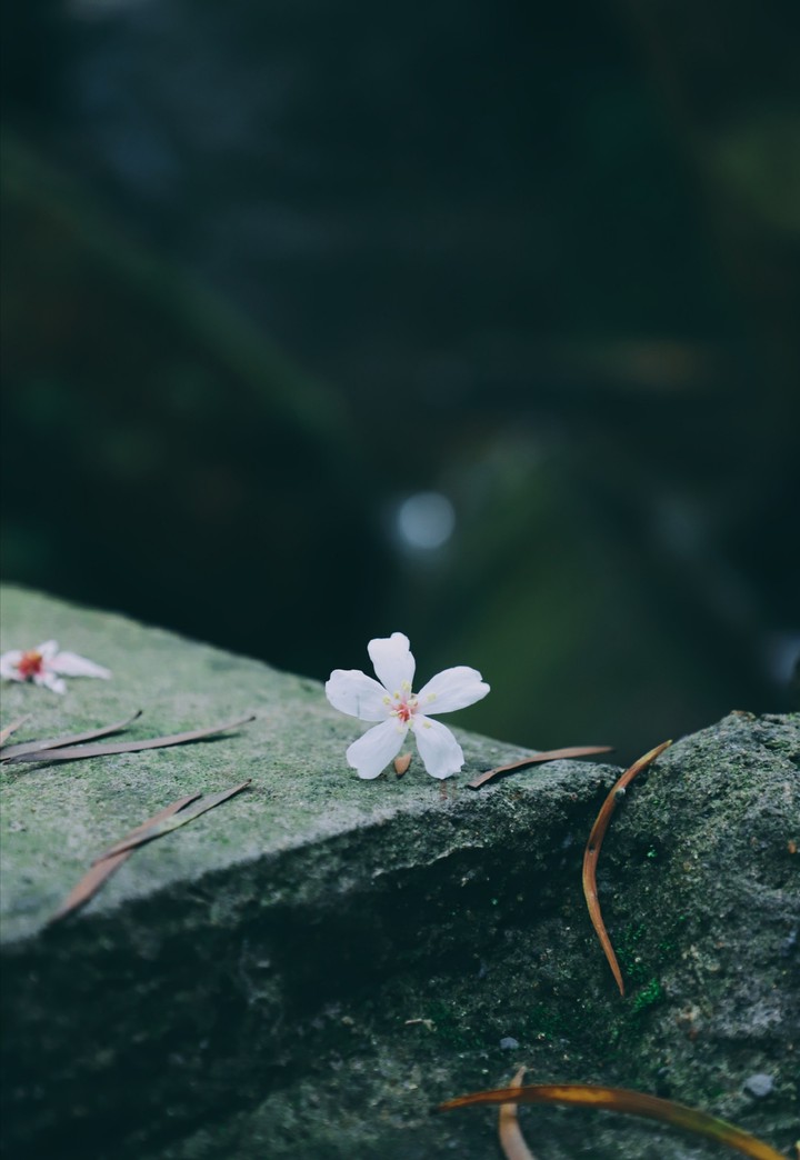 A little flower