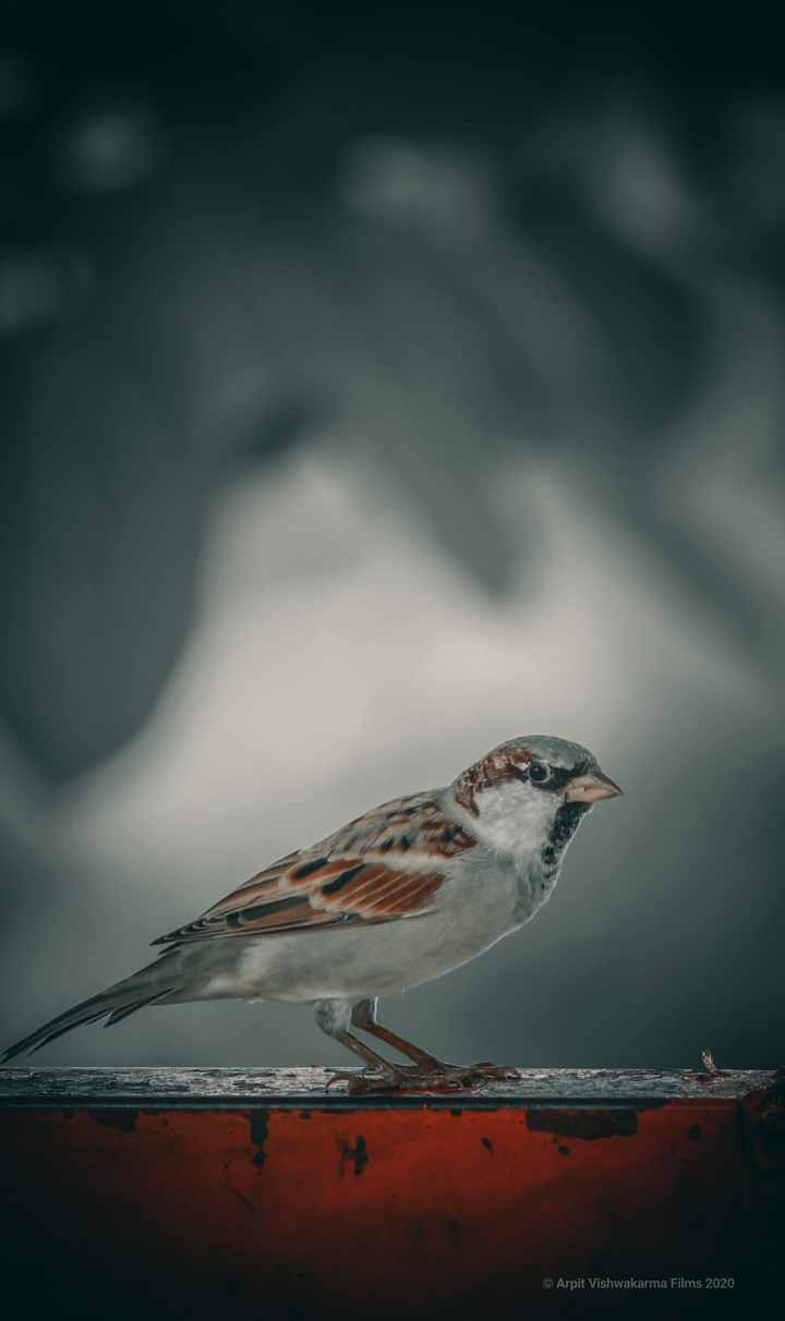 Bird